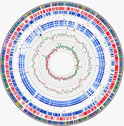 Arthrobacter arilaitensis Re117 genome atlas. Credit: Wikimedia Commons.