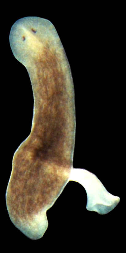 A brown flatworm with two eyespots on its head and a tubular feeding organ protruding from the lower side of its body.