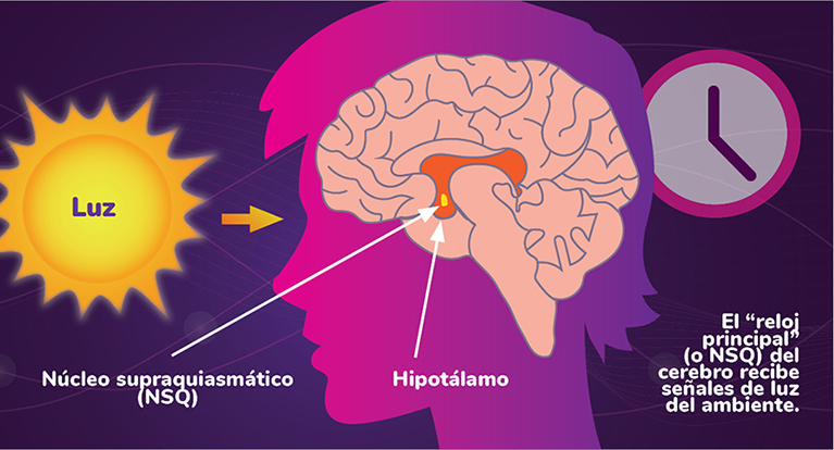 Una ilustración del cerebro dentro de la cabeza del ser humano, con los sitios centrales del hipotálamo y el núcleo supraquiasmático resaltados. La luz del sol brilla hacia los ojos y hay un reloj en el fondo.