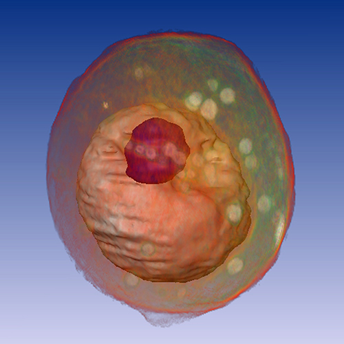 A transparent membrane surrounding a light pink sphere that has a dark pink spot.