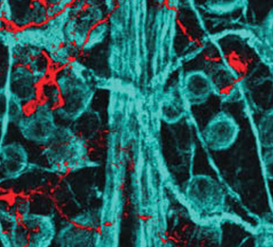 Scientific image