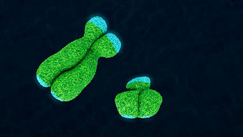 sex chromosomes magnified image of sex chromosomes